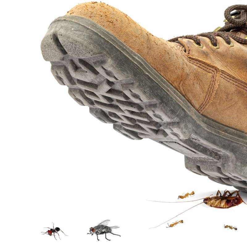 Tree Injection for Pest Control